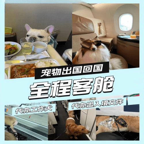 河北省宠物托运到白俄罗斯宠物入境规定和要求